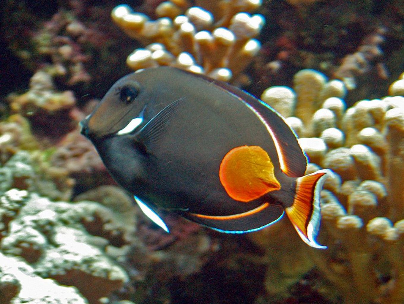 Achilles Tang