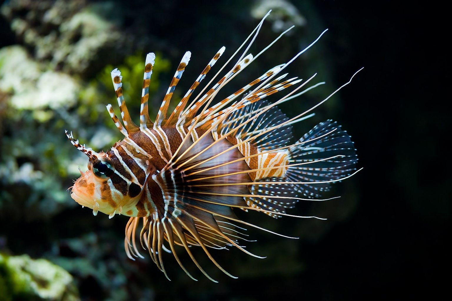 Antennata Lionfish