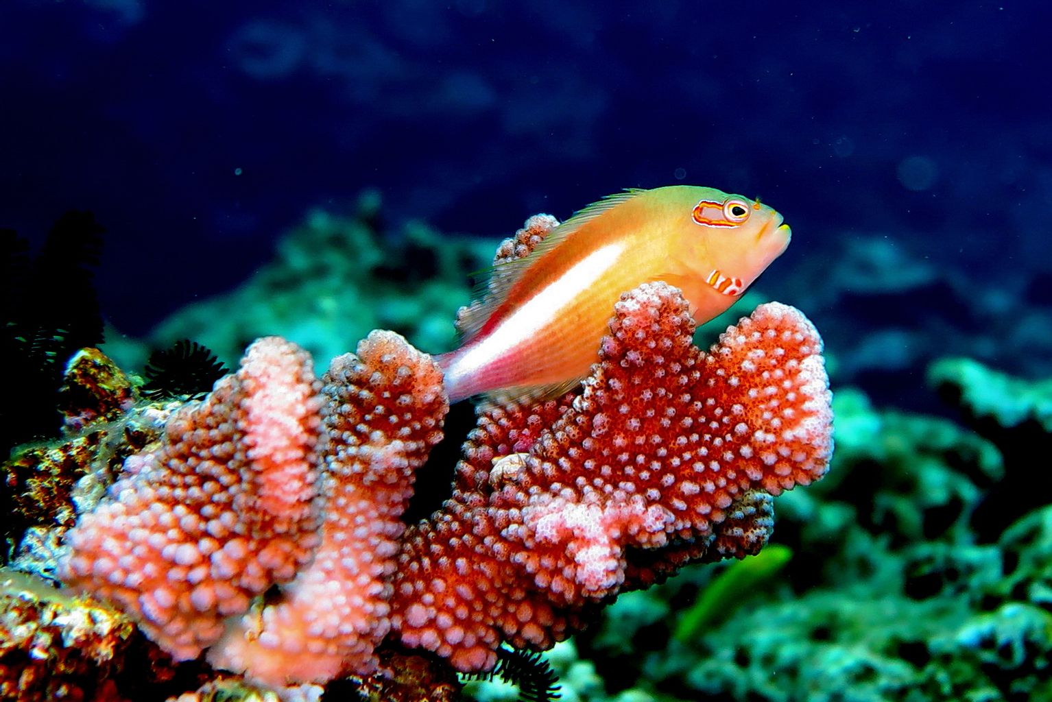 Arc Eye Hawkfish