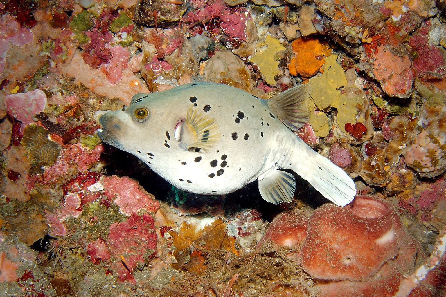 Arothron Dog Face Puffer