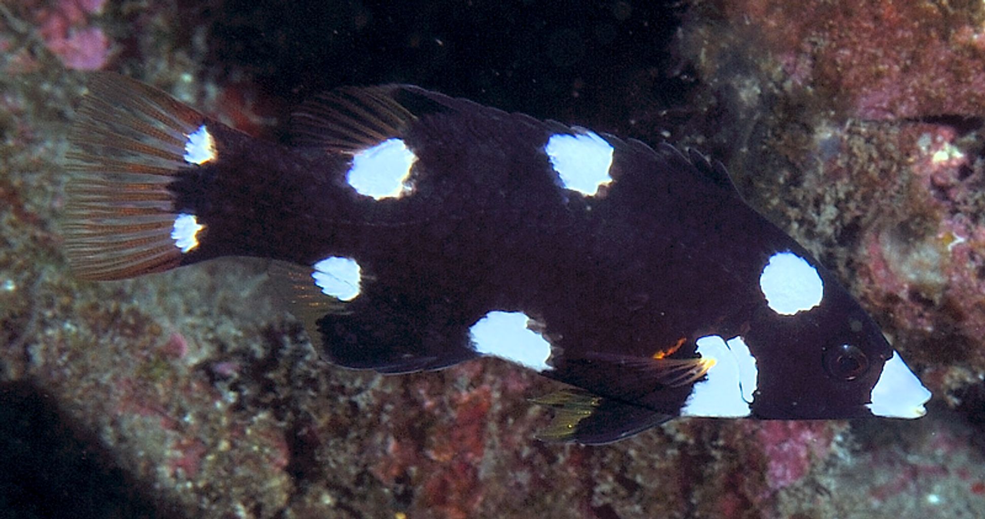 Axilspot Hogfish