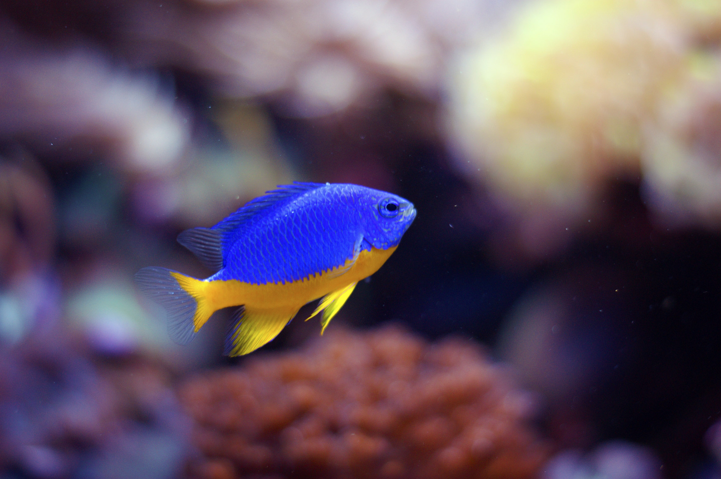 Azure Damselfish