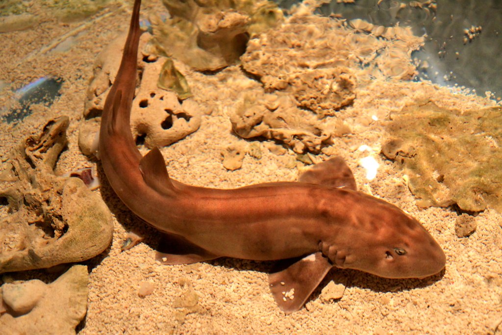 Banded Bamboo Shark