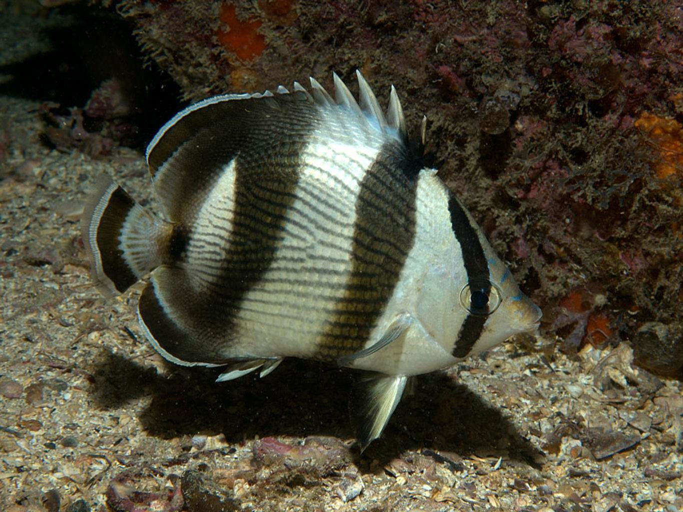 Banded Butterflyfish