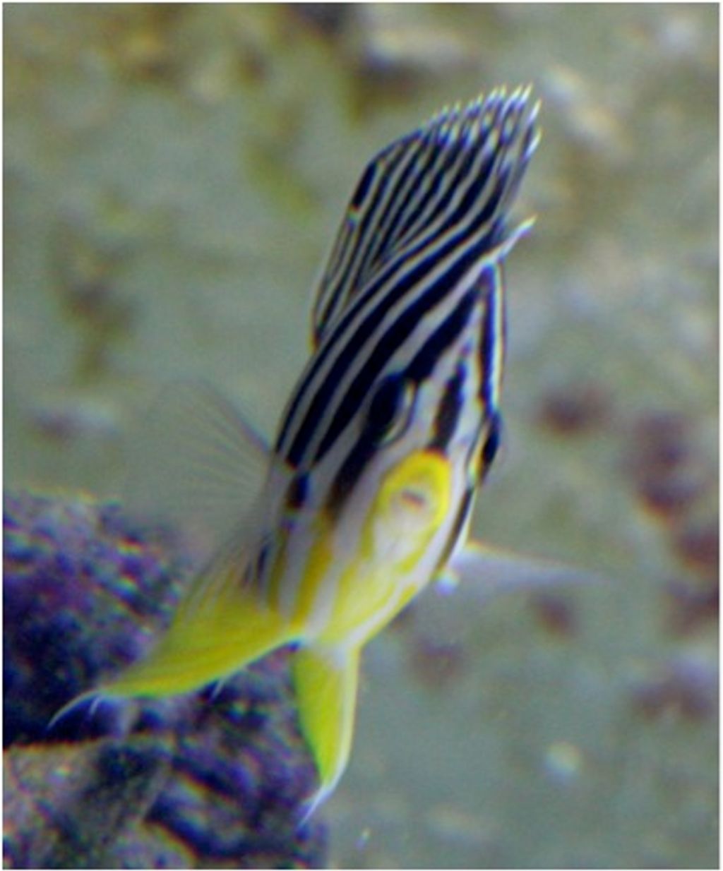 Barred Angelfish