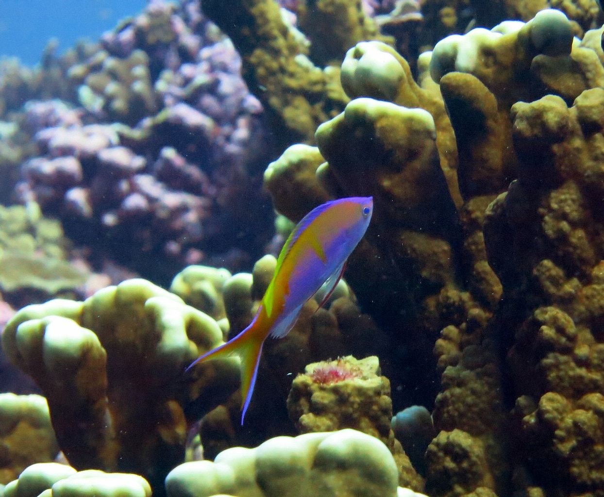 Bartlett's Anthias