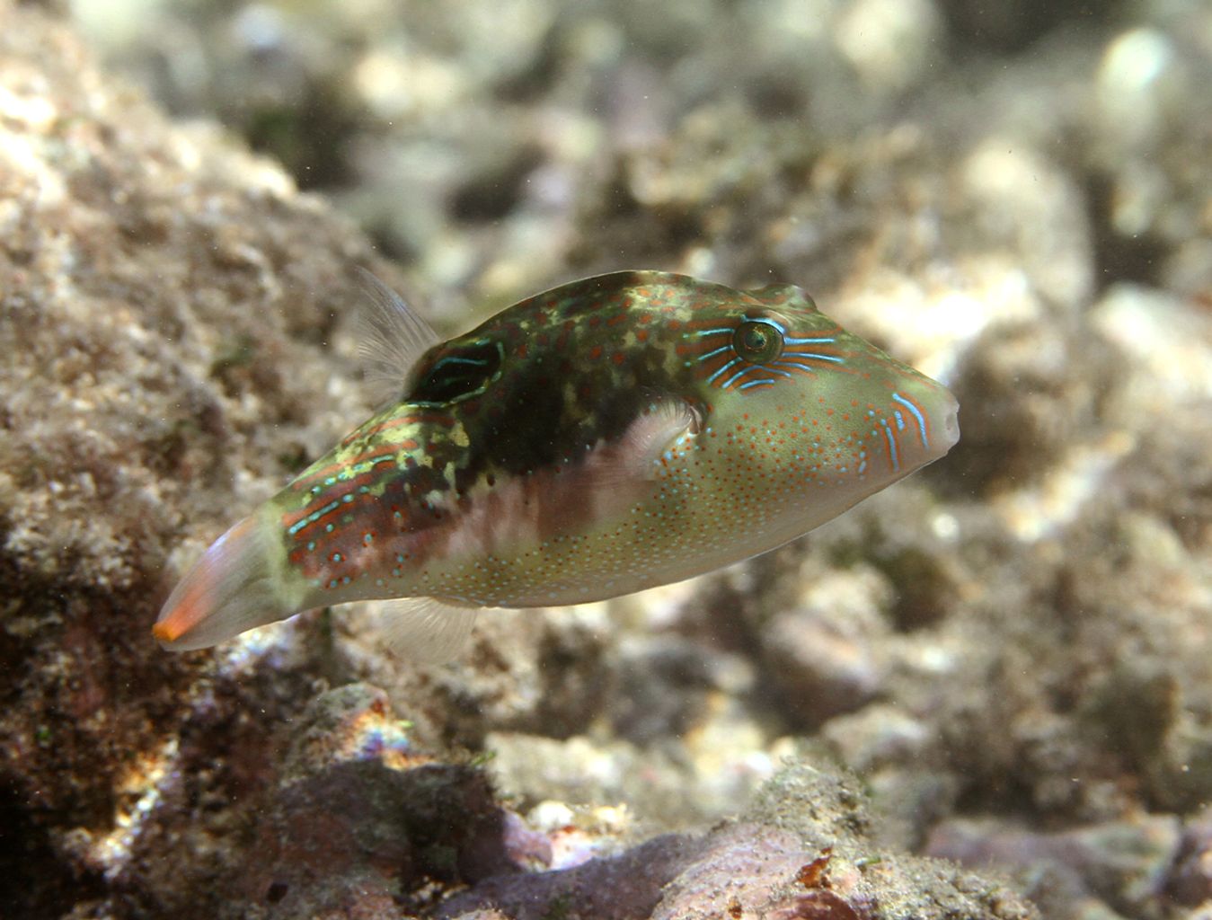 Bennett's Sharpnose Puffer