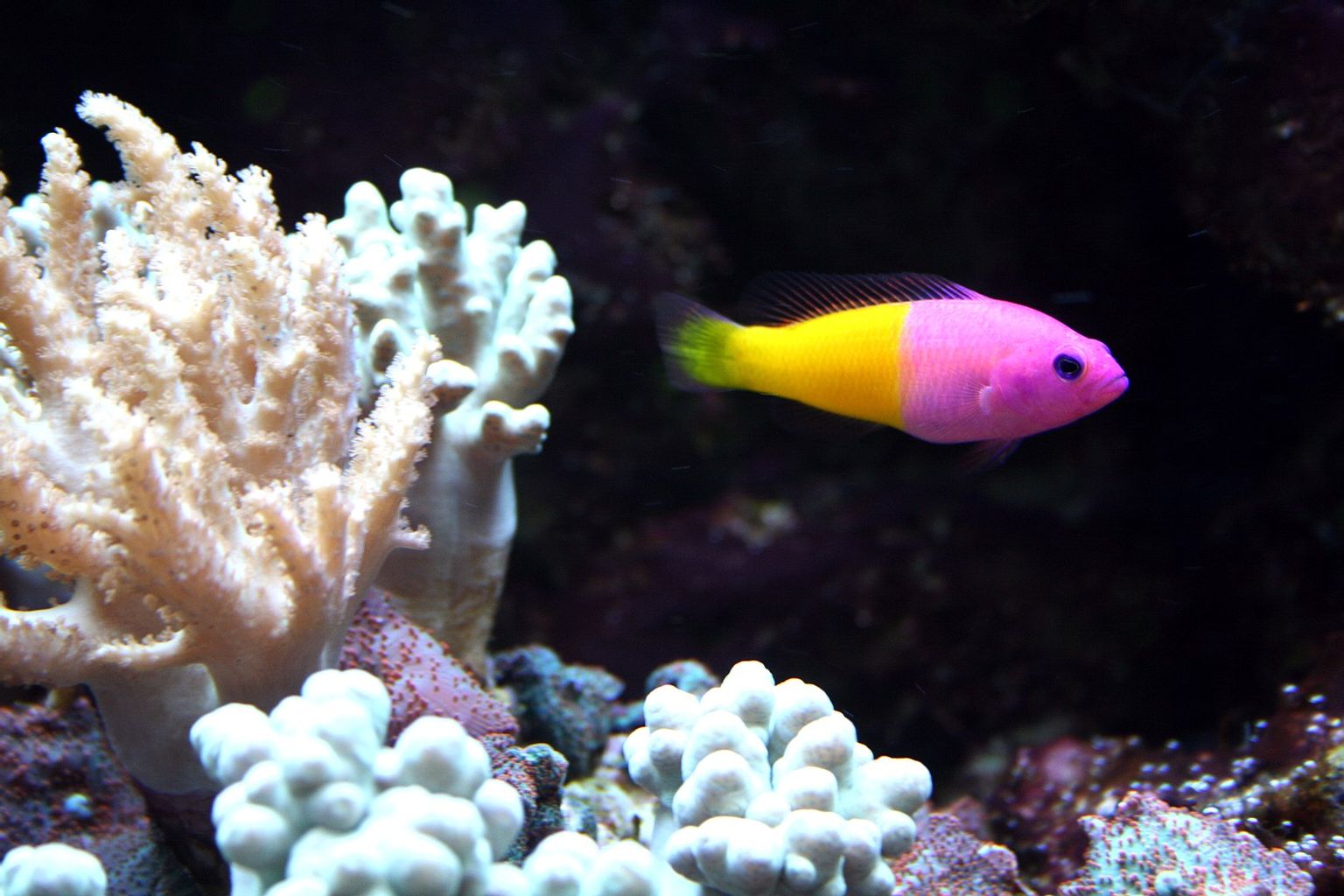 Bicolor Dottyback