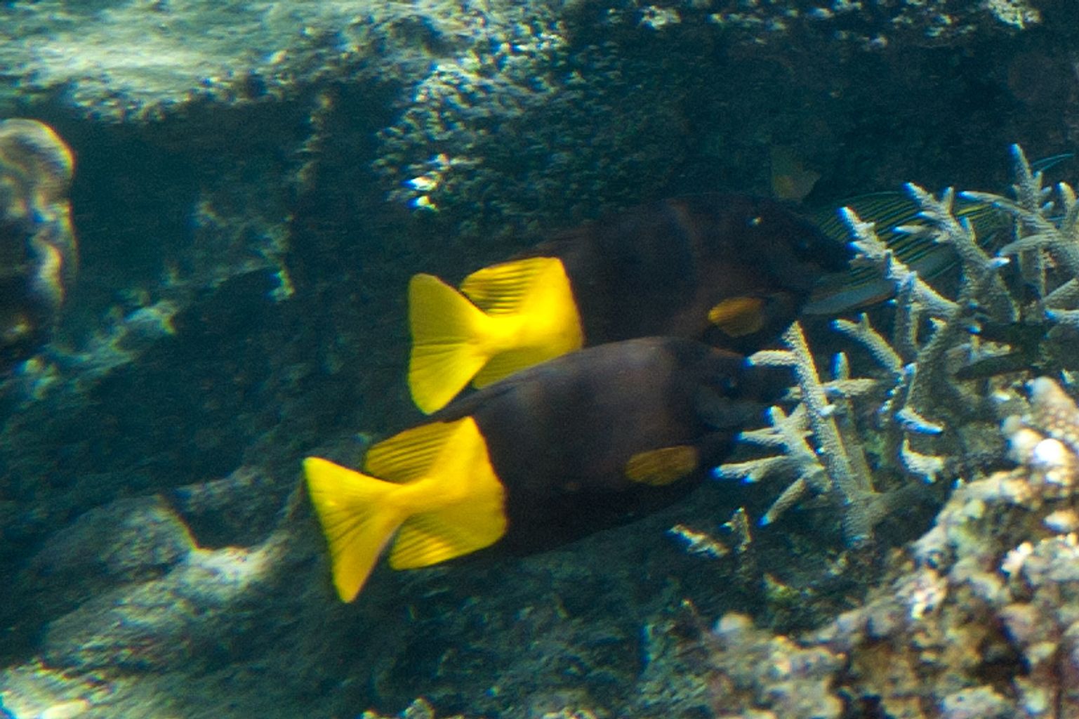 Bicolor Foxface Rabbitfish