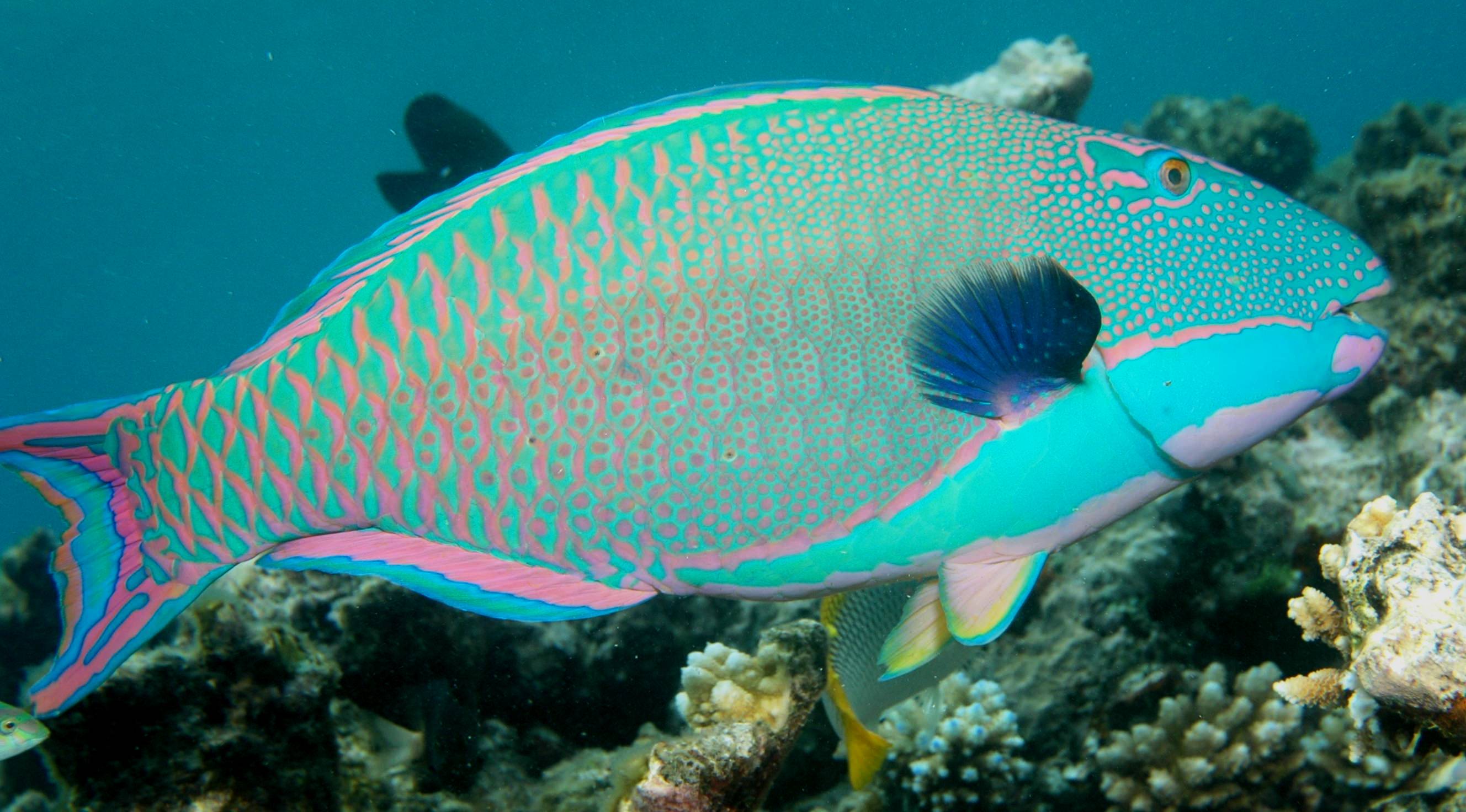 Bicolor Parrotfish