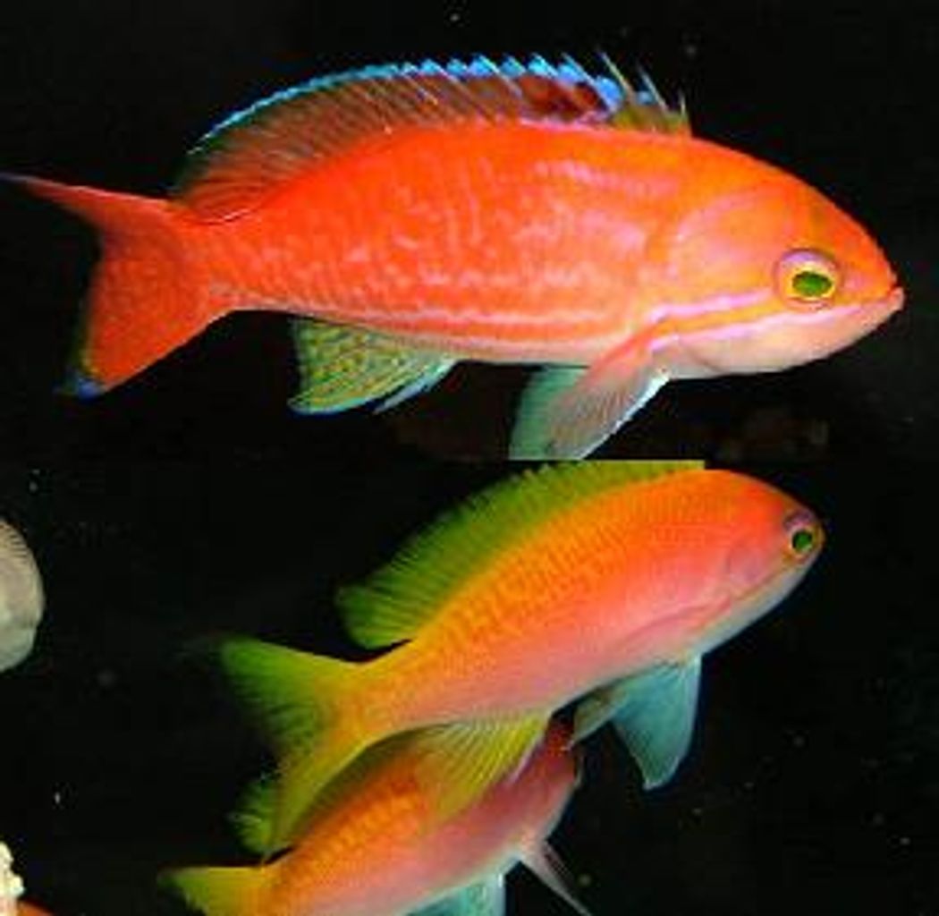 Bimaculatus Anthias