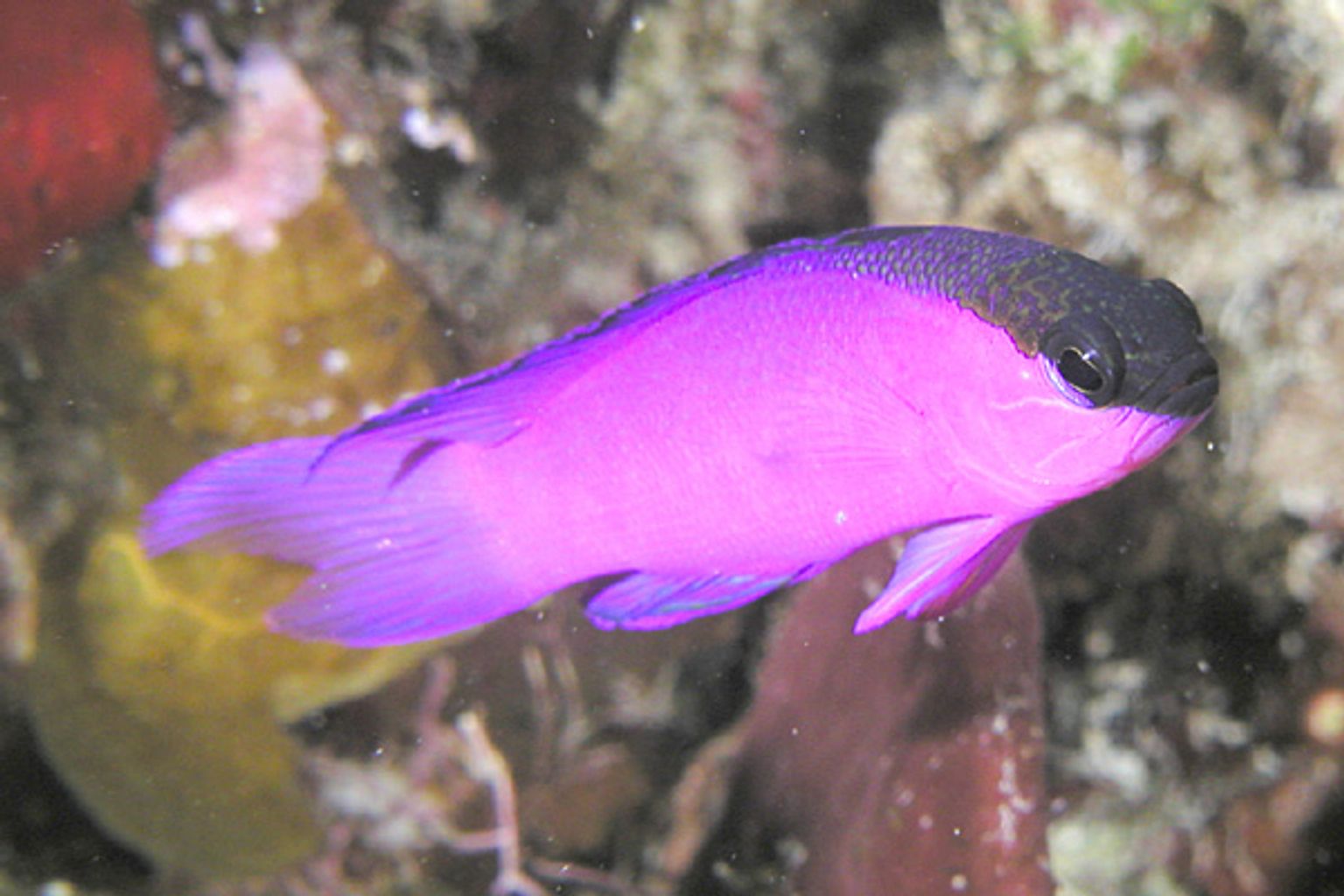 Black Cap Basslet