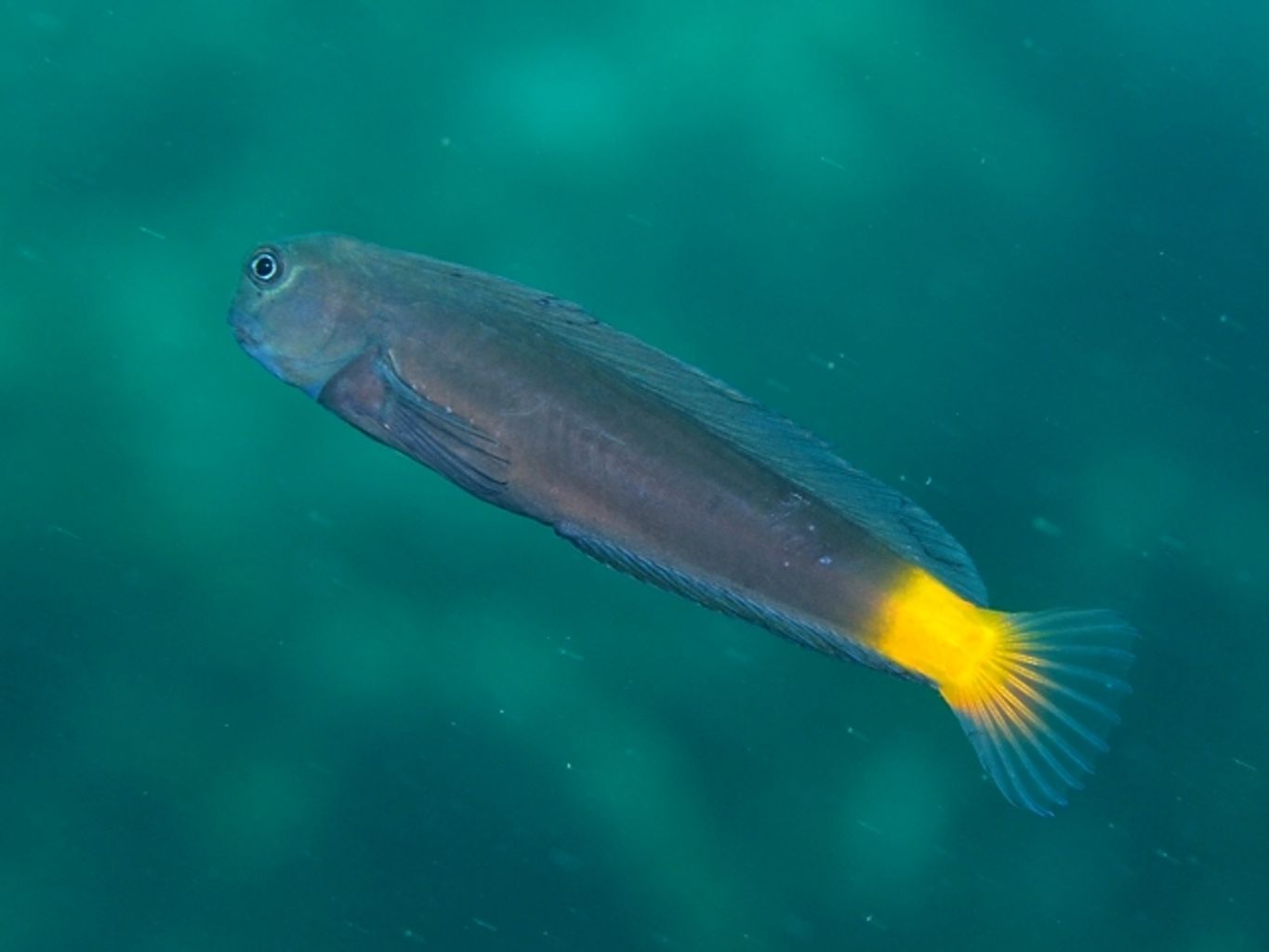 Black Combtooth Blenny