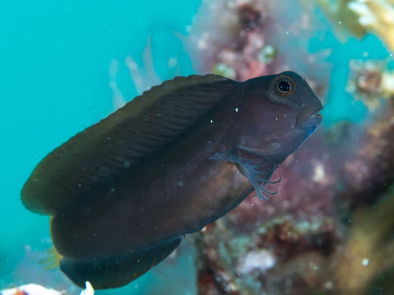 Black Sailfin Blenny