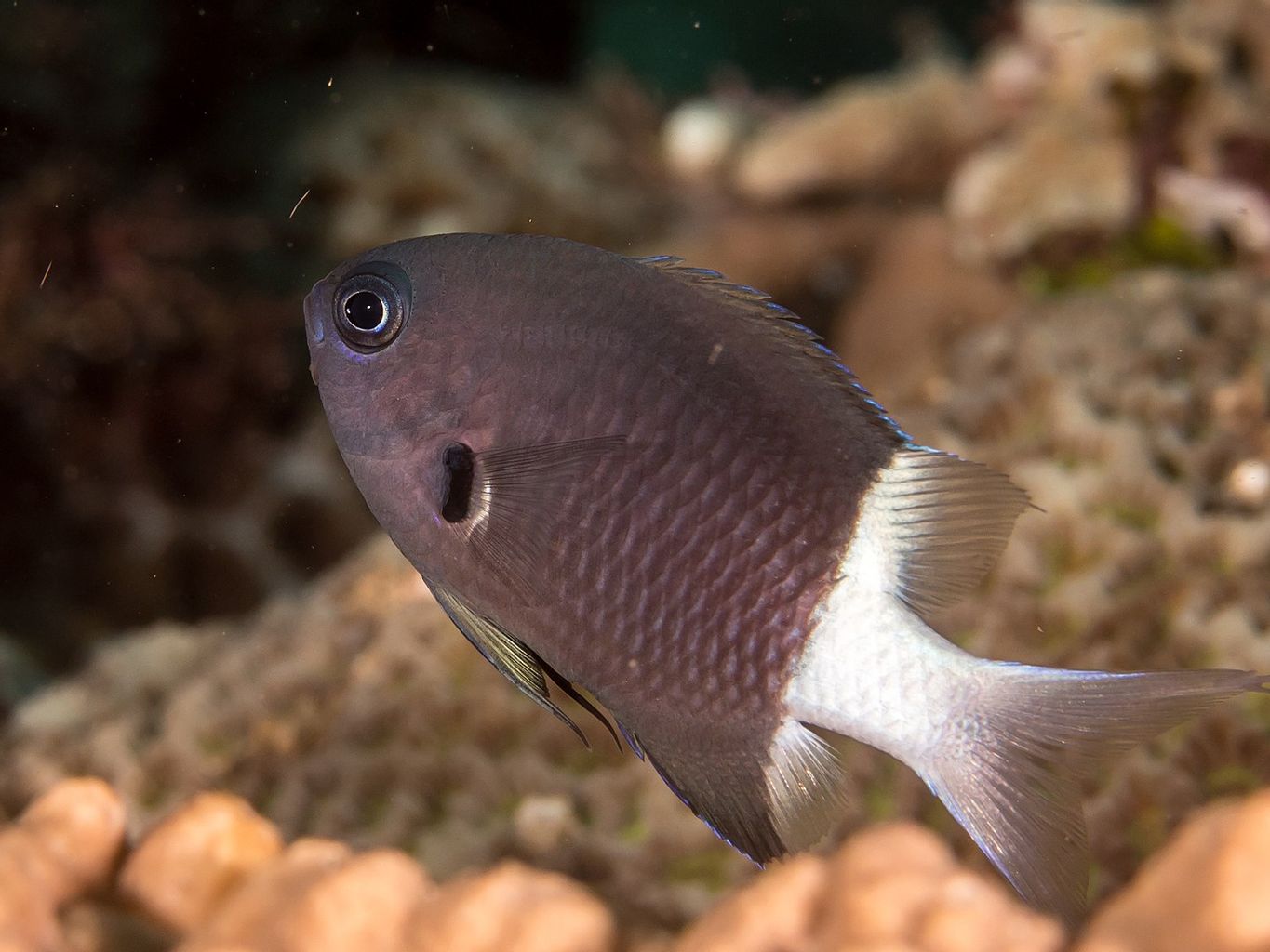 Black & White Chromis