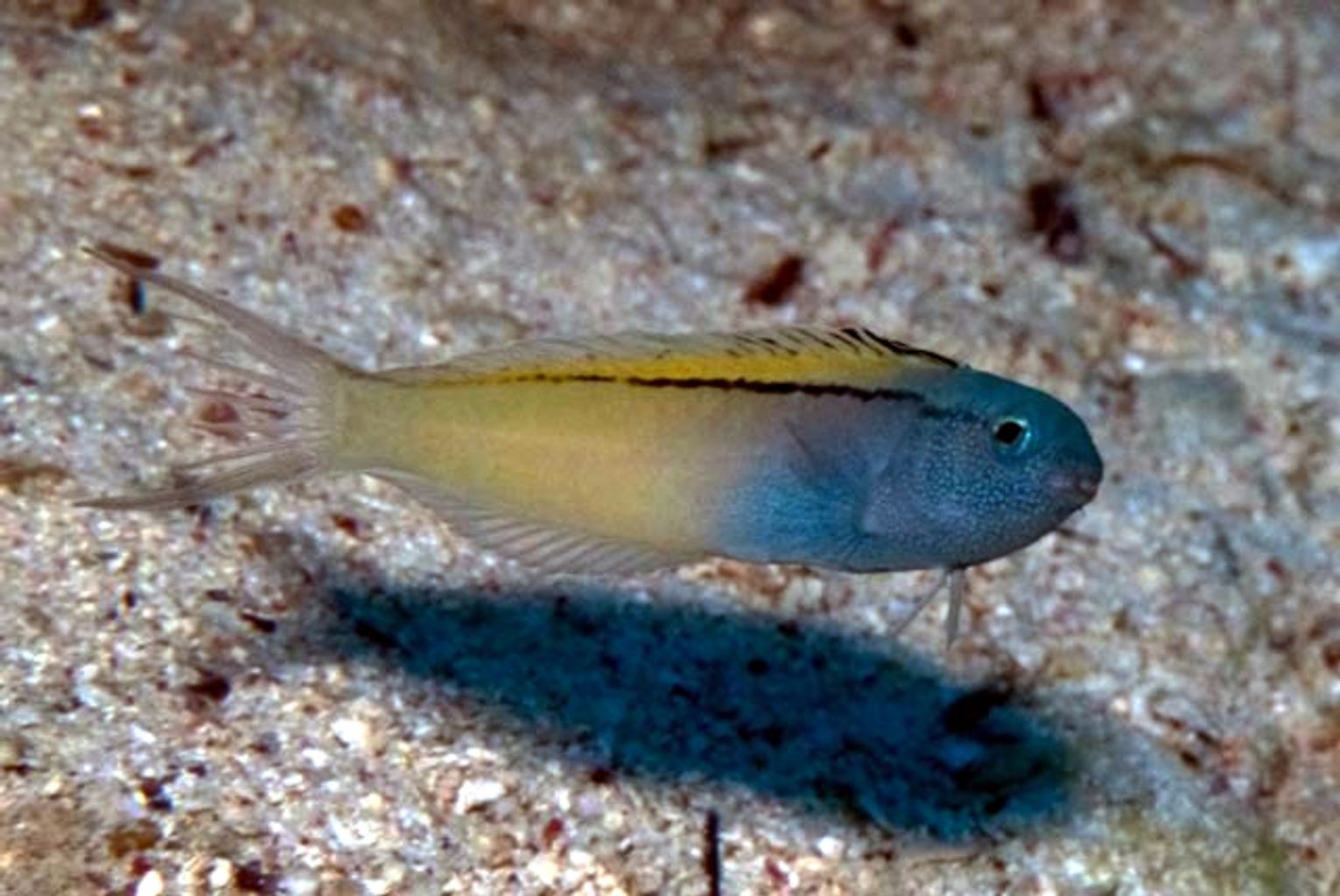 Blackline Blenny