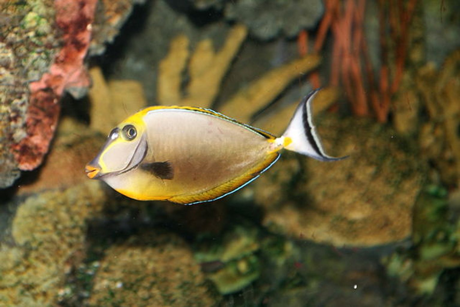 Blonde Naso Tang