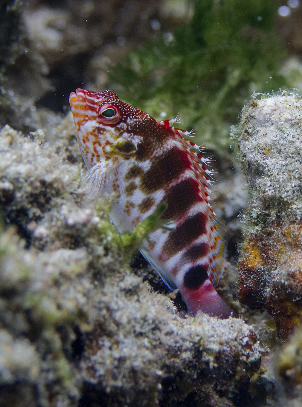 Blood Red Hawkfish