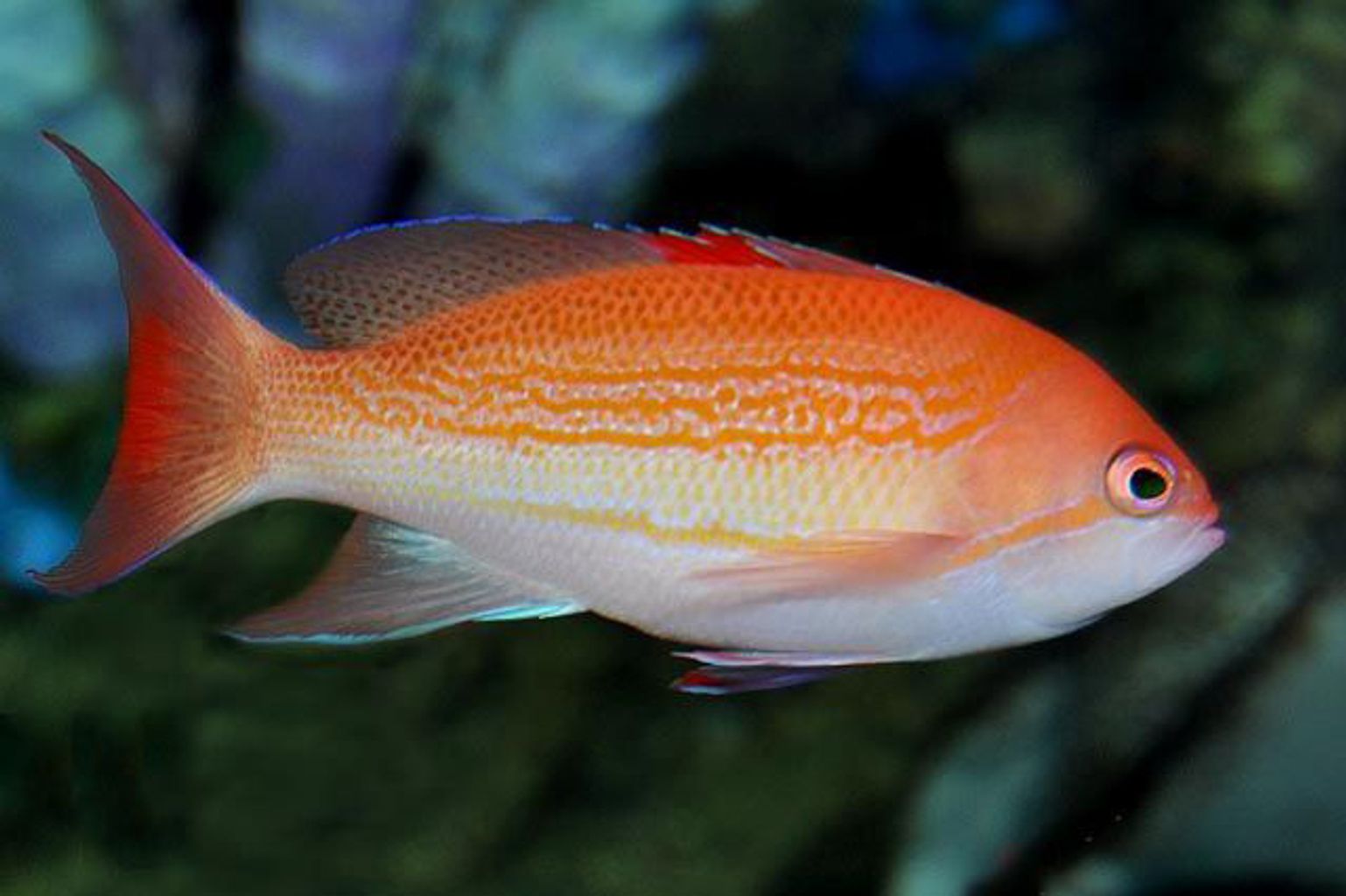 Blood Spot Anthias