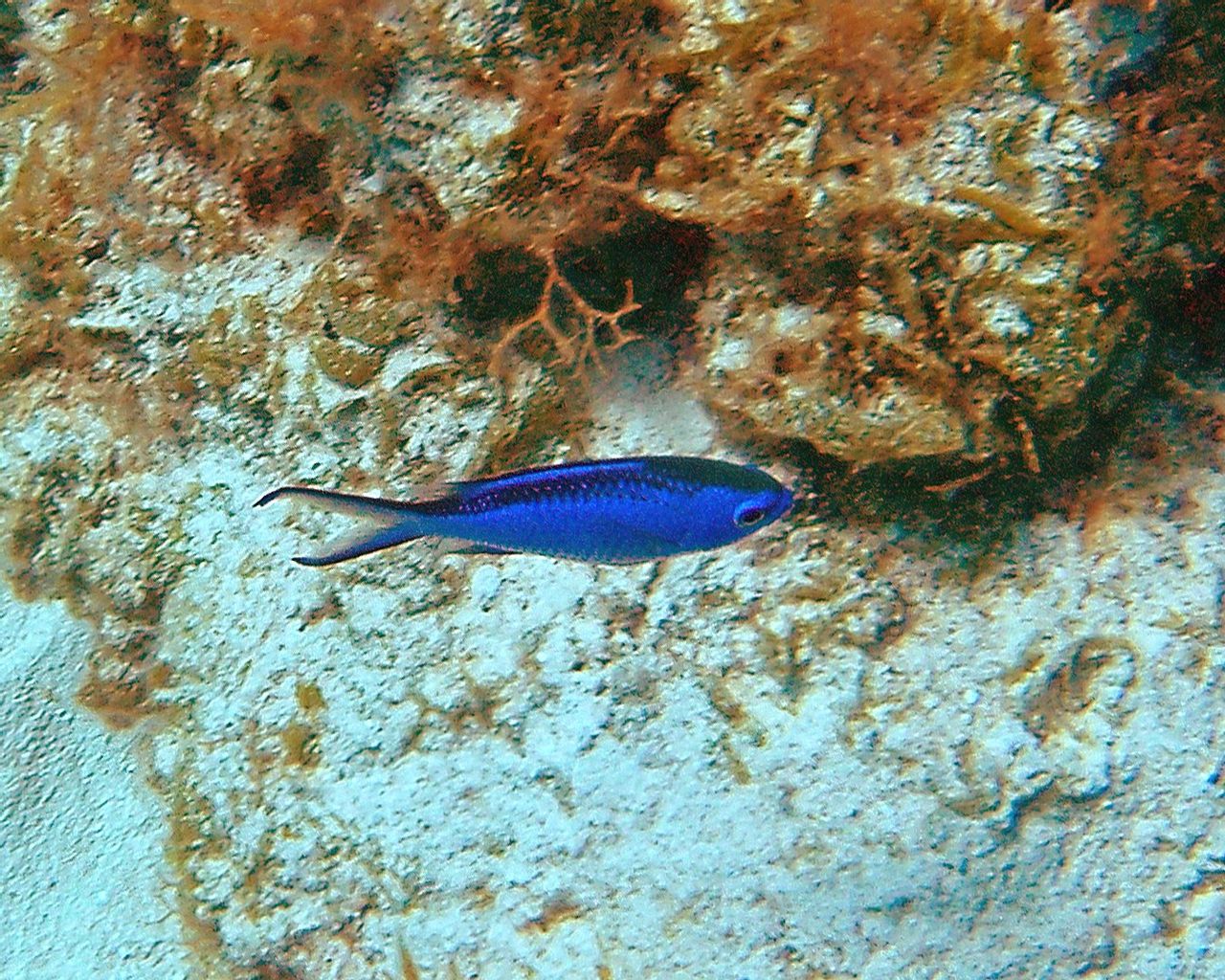 Blue Chromis