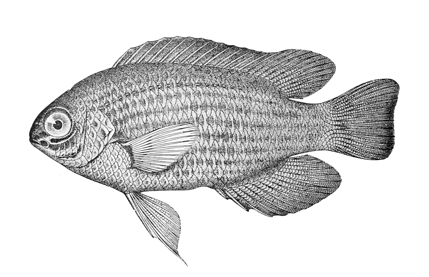 Blue Devil Damselfish