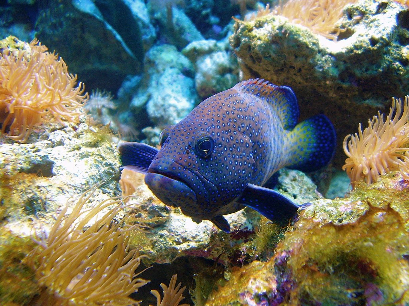 Blue Dot Grouper