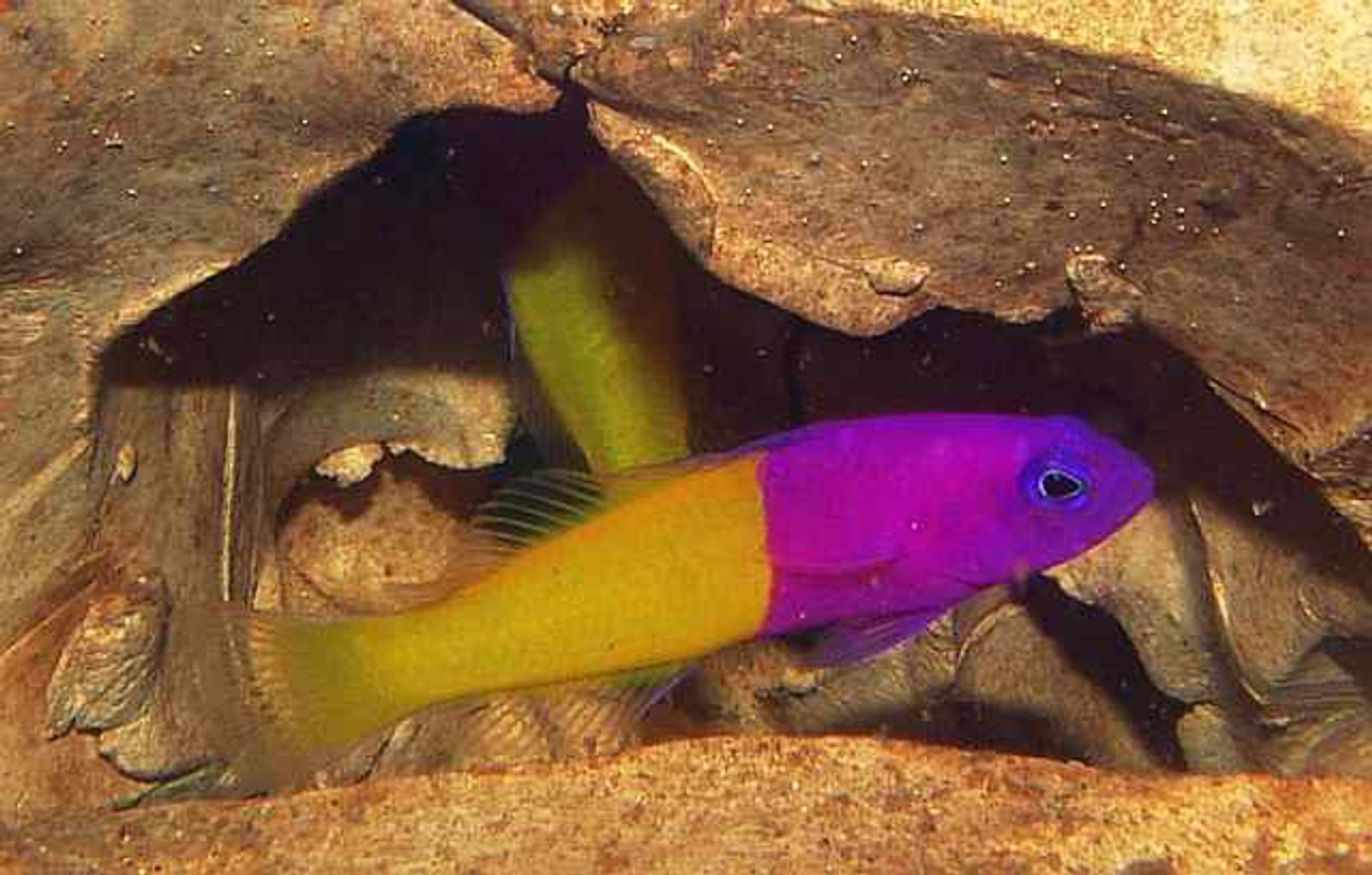 Blue Eye Royal Dottyback