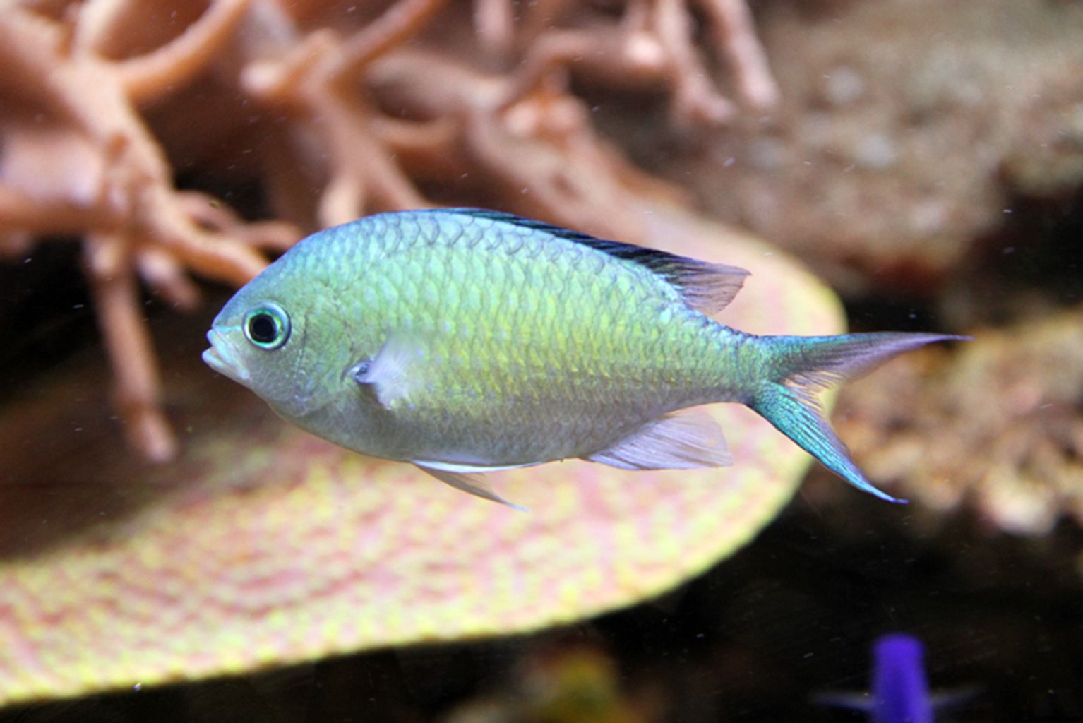 Blue Green Chromis