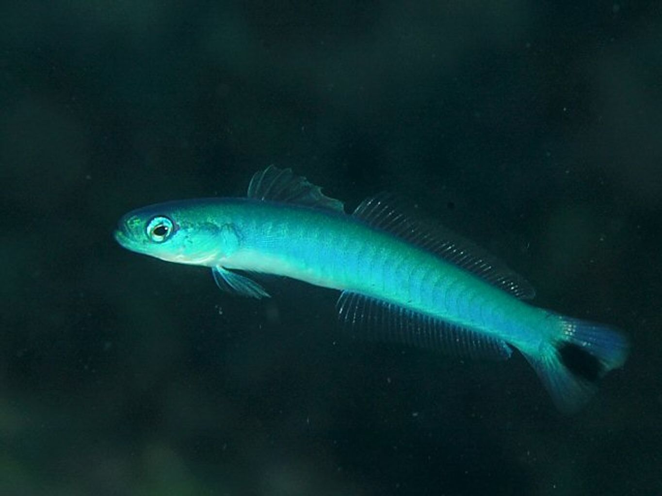 Blue Gudgeon Dartfish