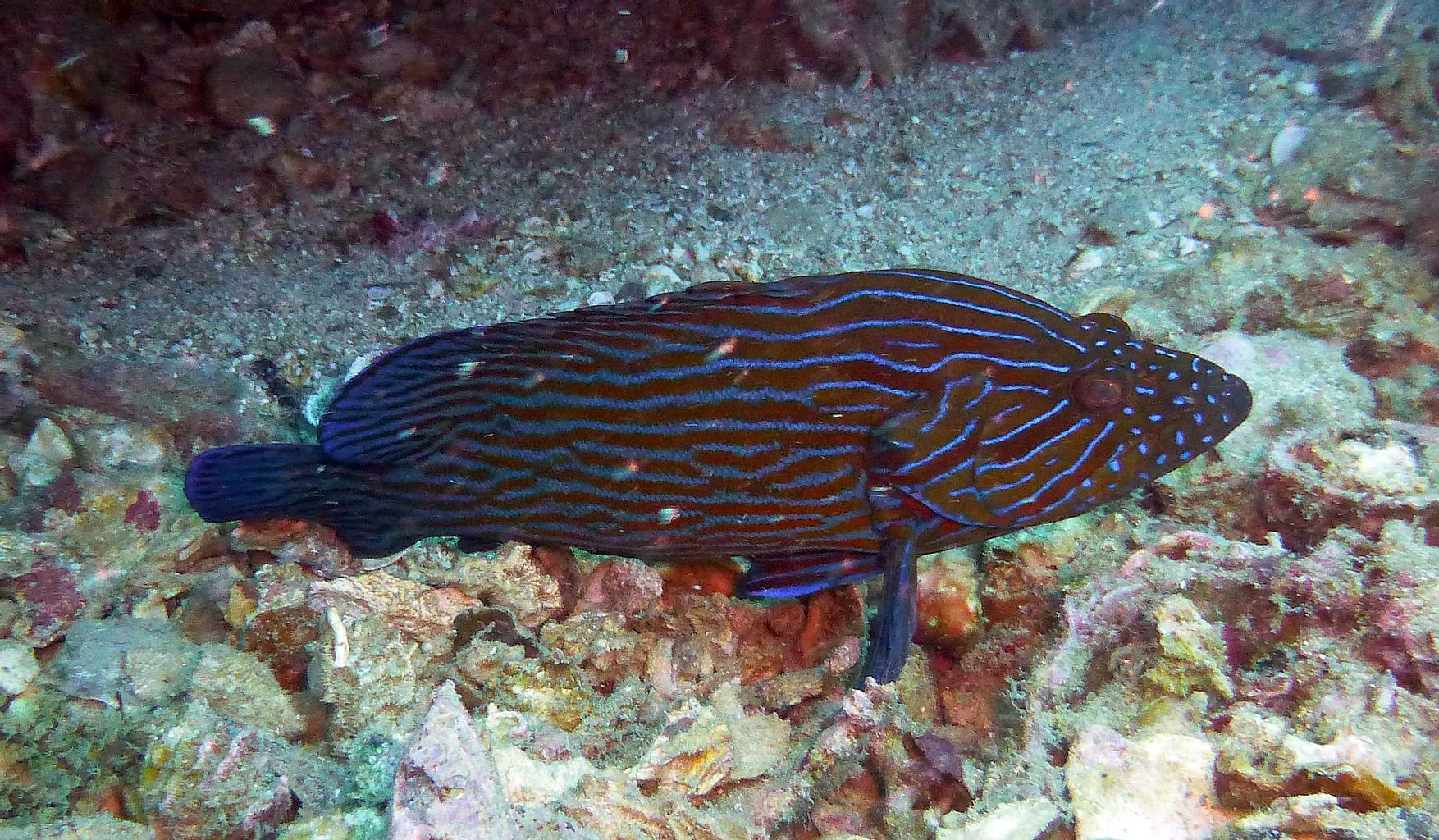 Blue Line Grouper