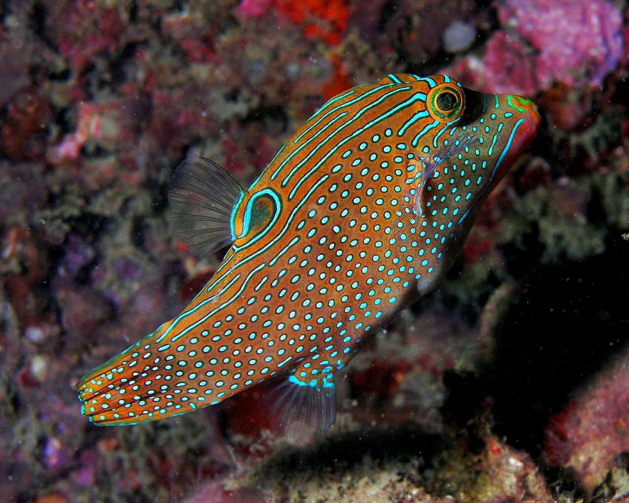 Blue Spotted Puffer