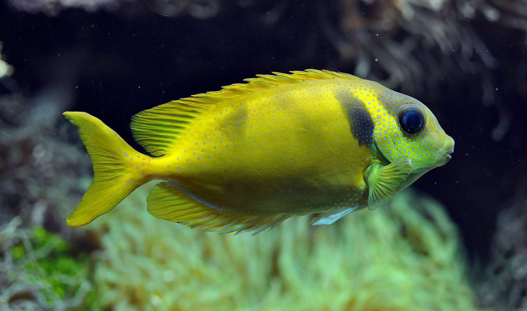 Blue Spotted Rabbitfish