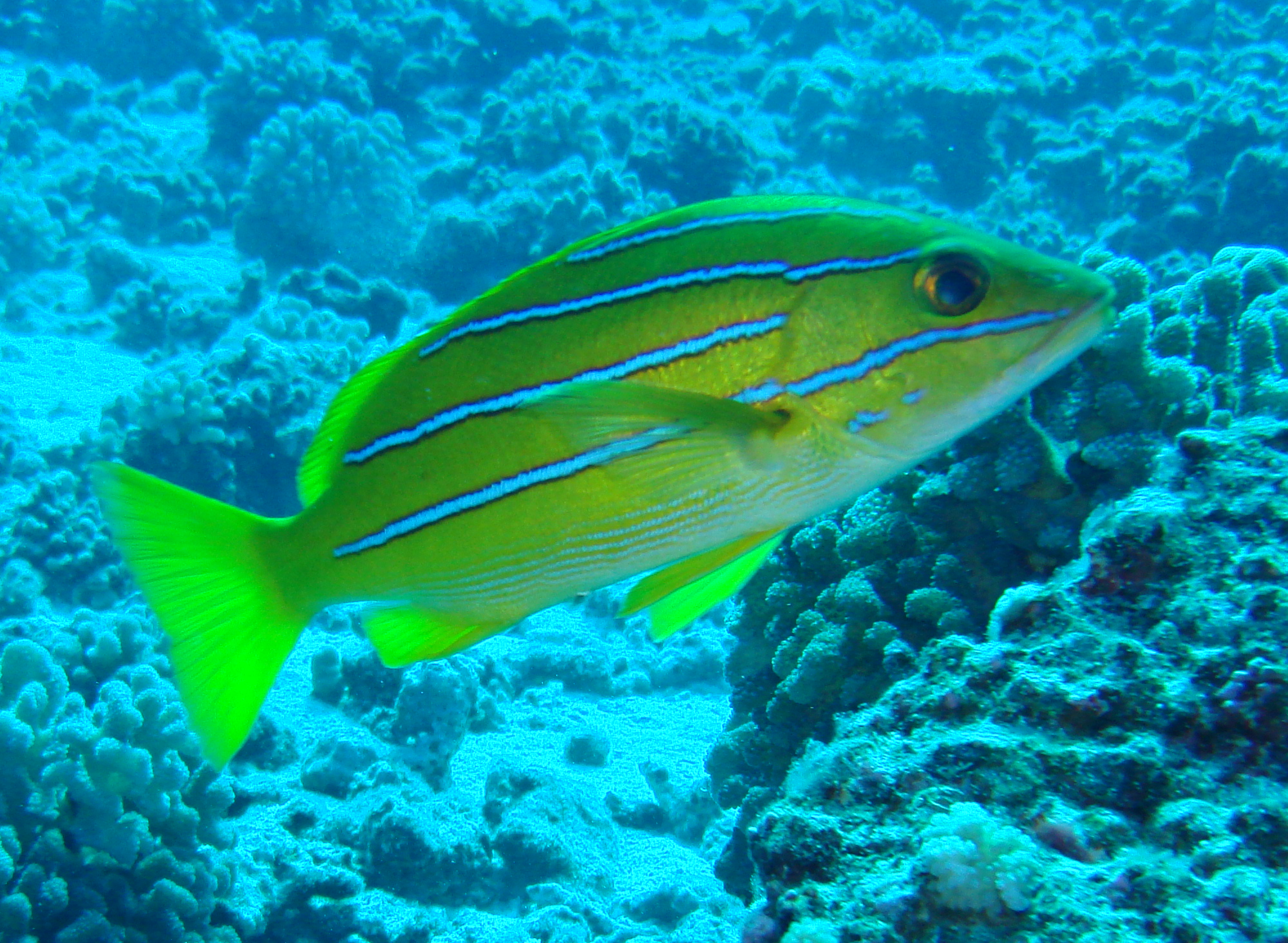 Blue Striped Snapper