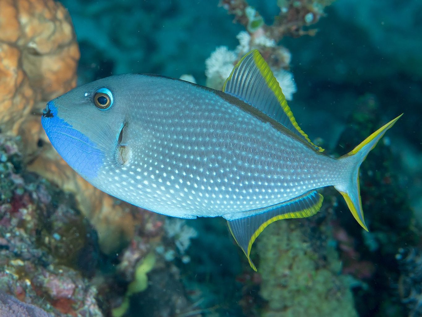 Blue Throat Triggerfish