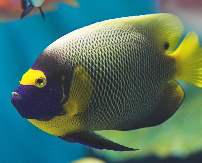 Blueface Angelfish
