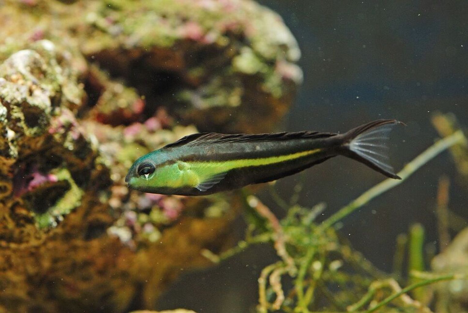 Bundoon Blenny