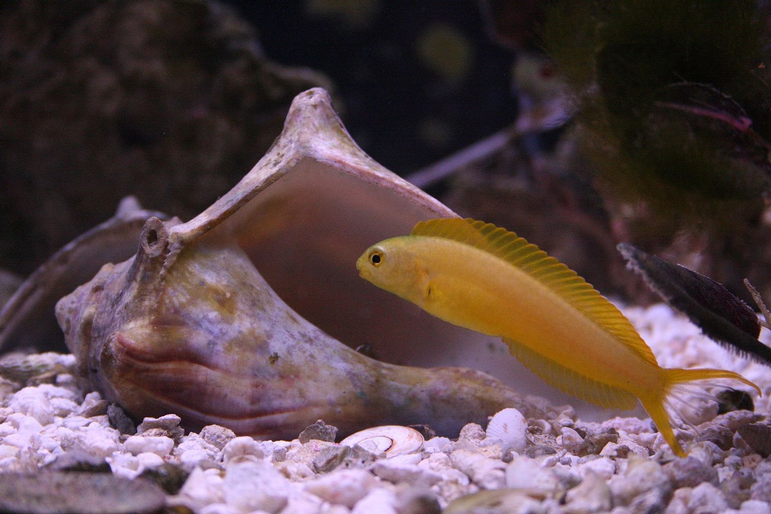 Canary Blenny