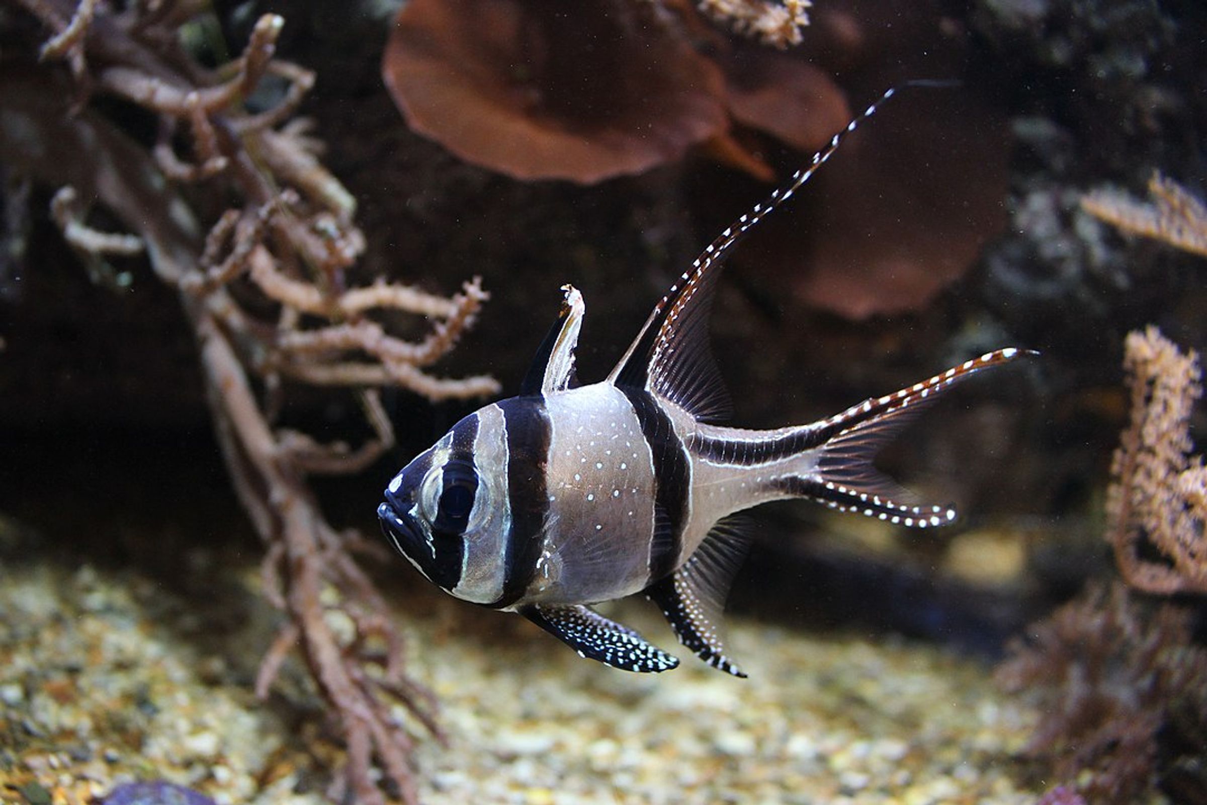 Cardinalfish database.fish