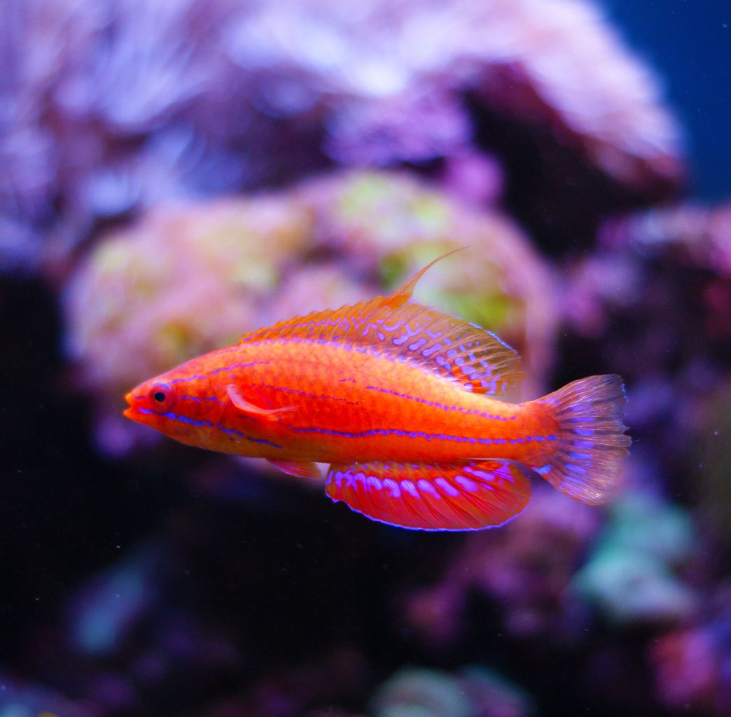 Carpenter’s Wrasse