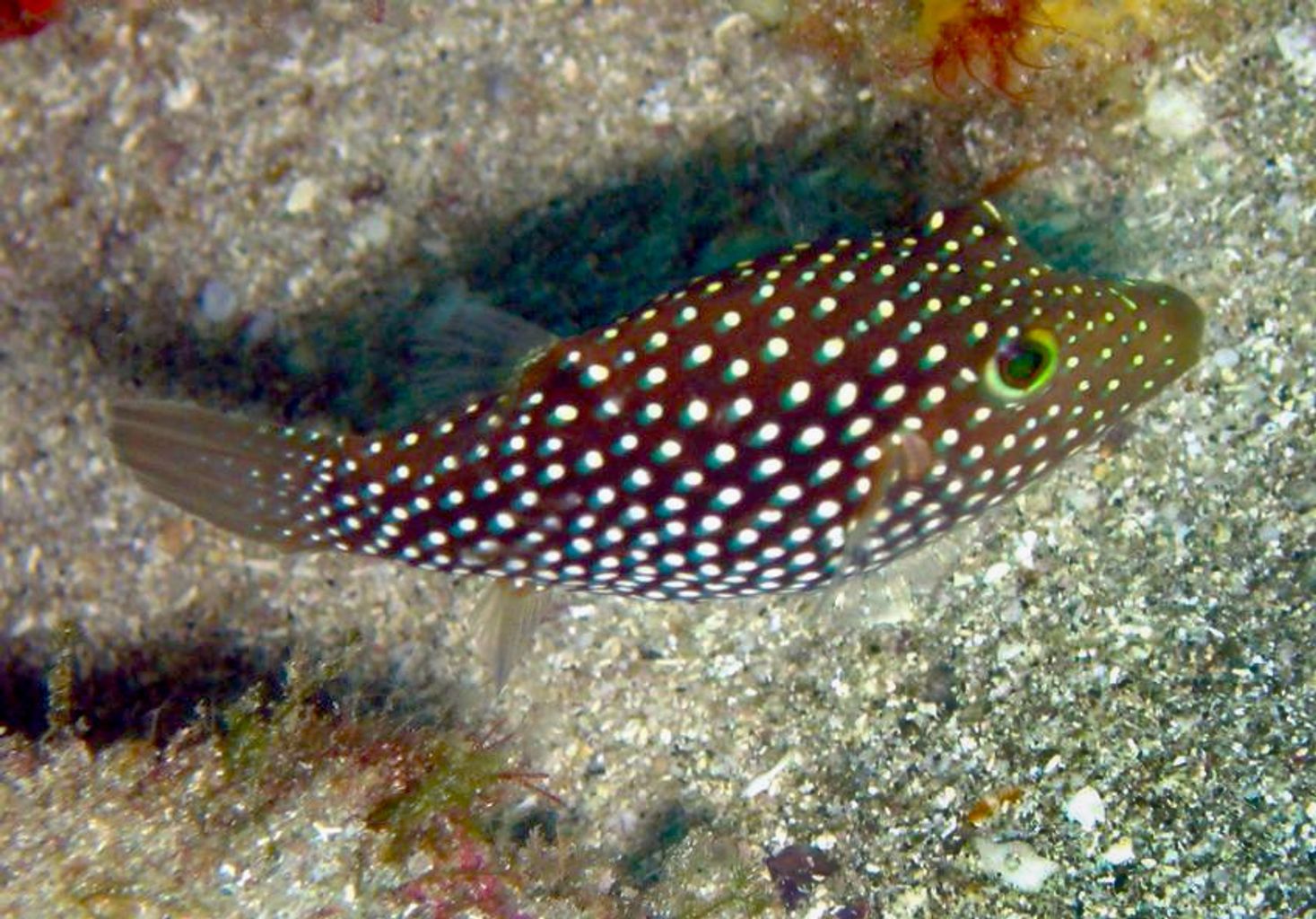 Central American Sharpnose Puffer