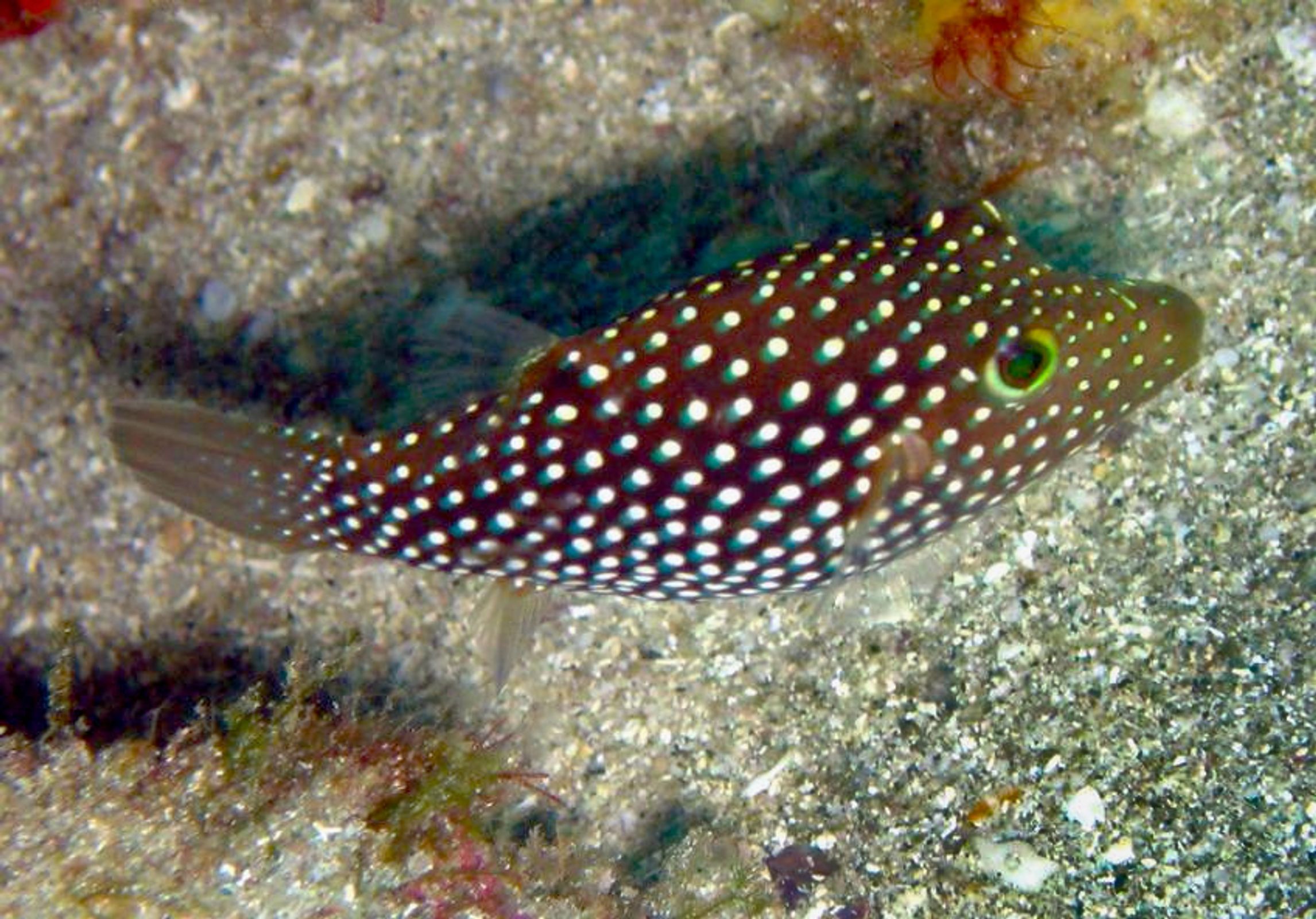 Central American Sharpnose Puffer | database.fish