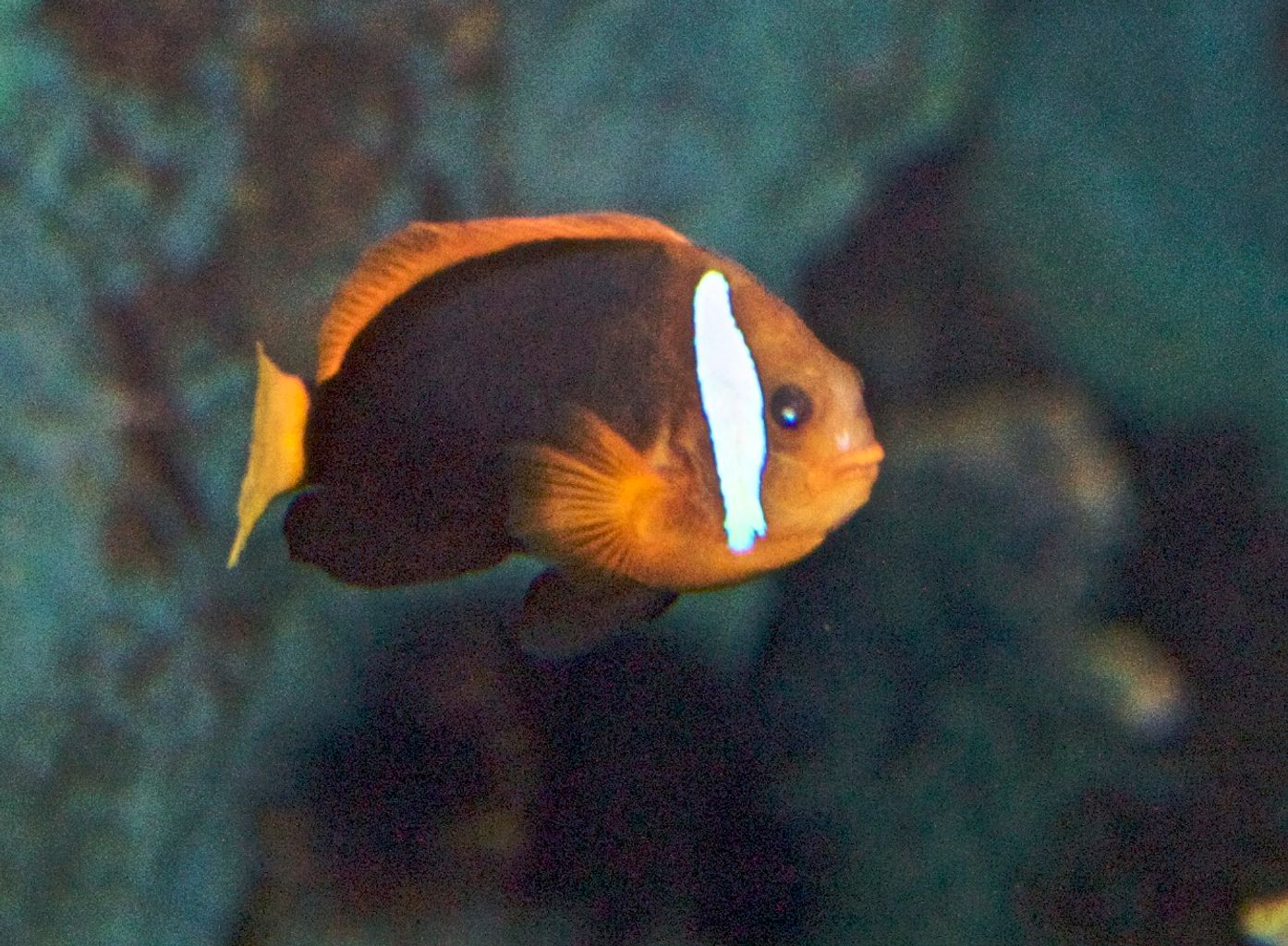 Cinnamon Clownfish