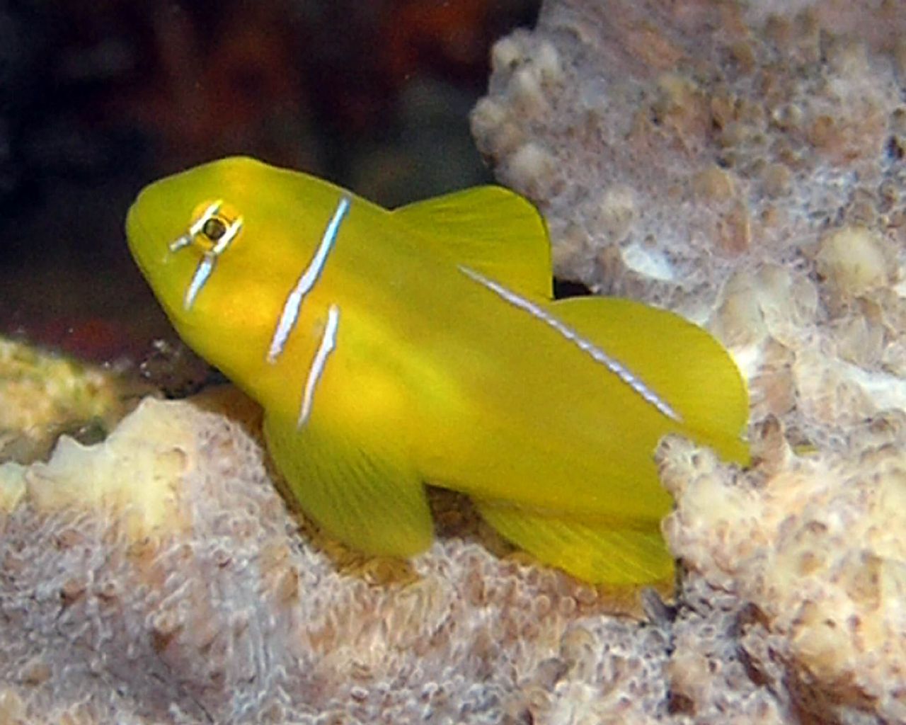 Citrinis Clown Goby