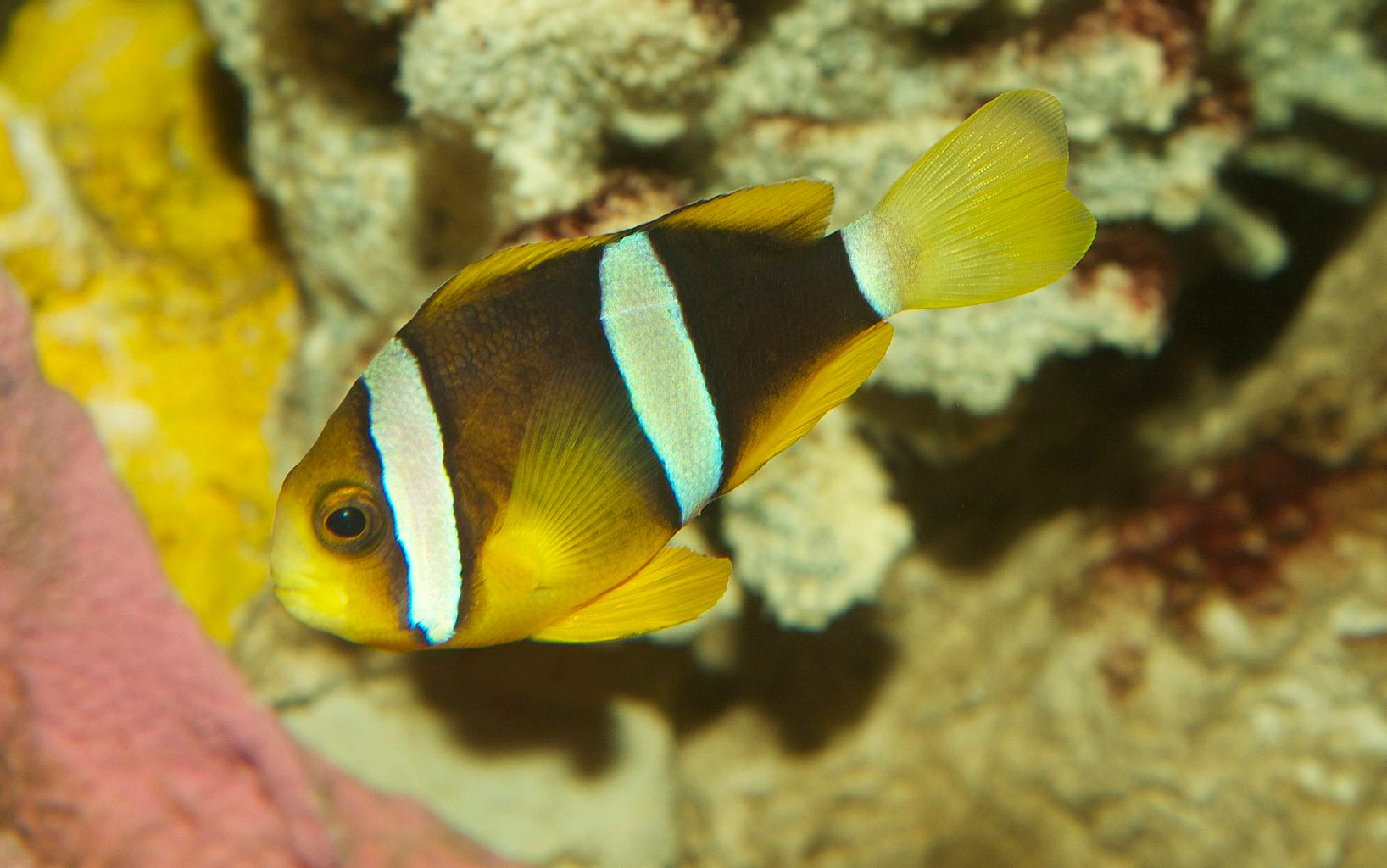 Clarkii Clownfish