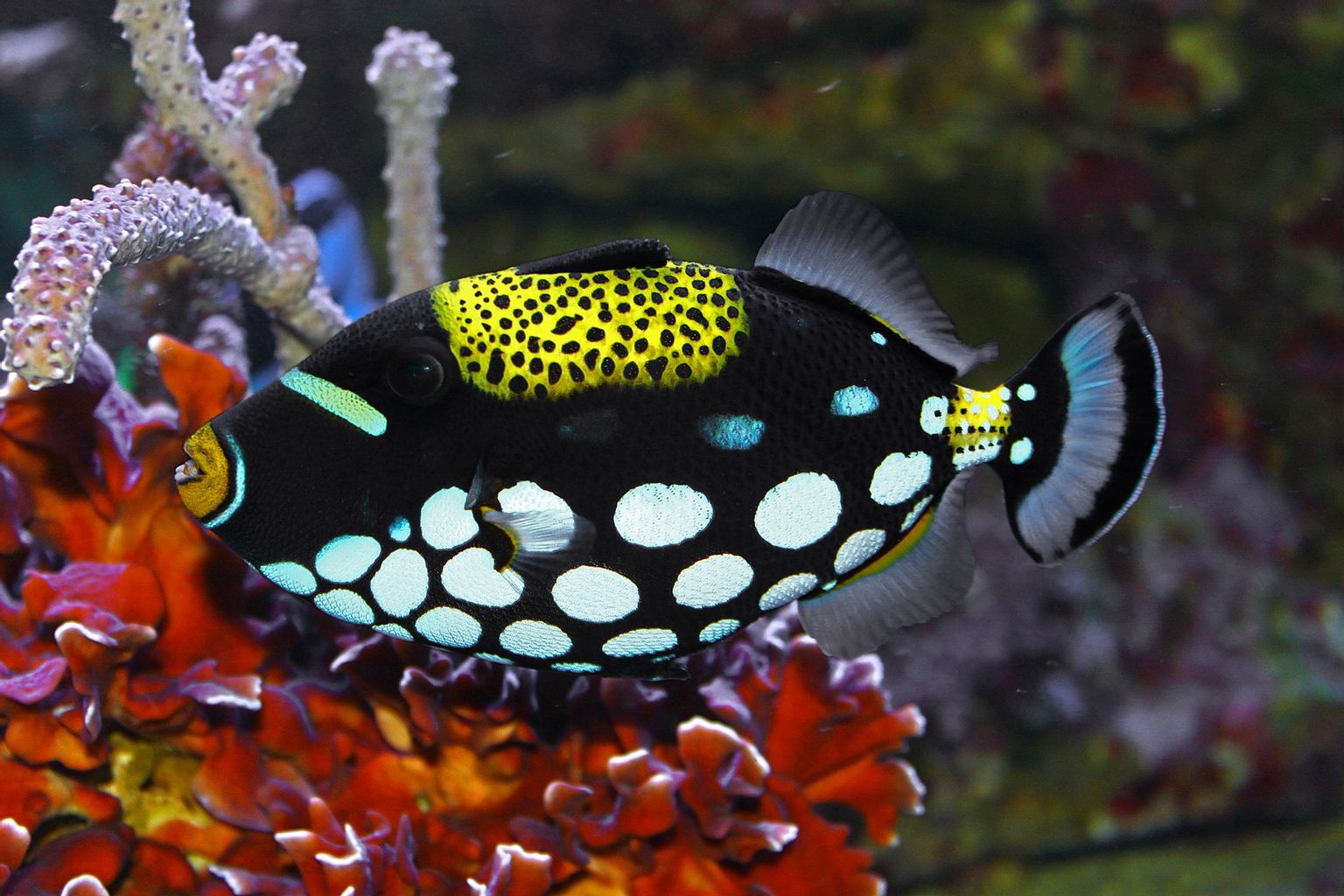 Clown Triggerfish