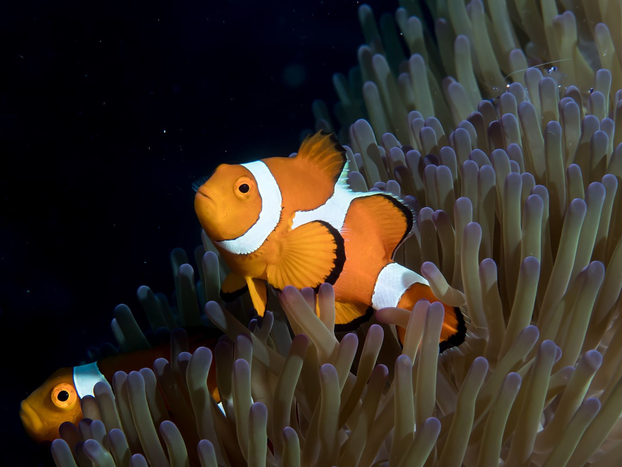 Clownfish | database.fish
