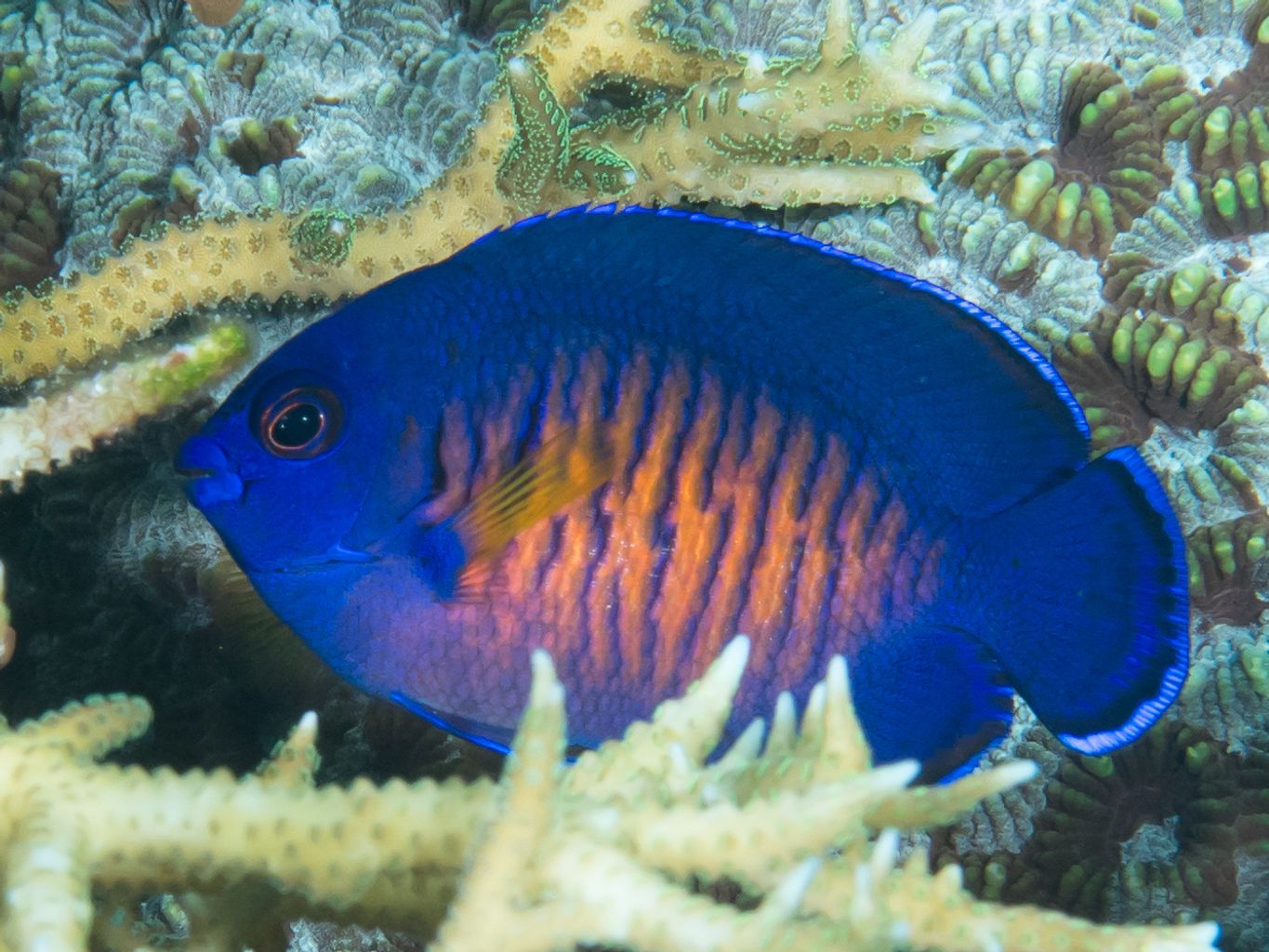 Coral Beauty Angelfish