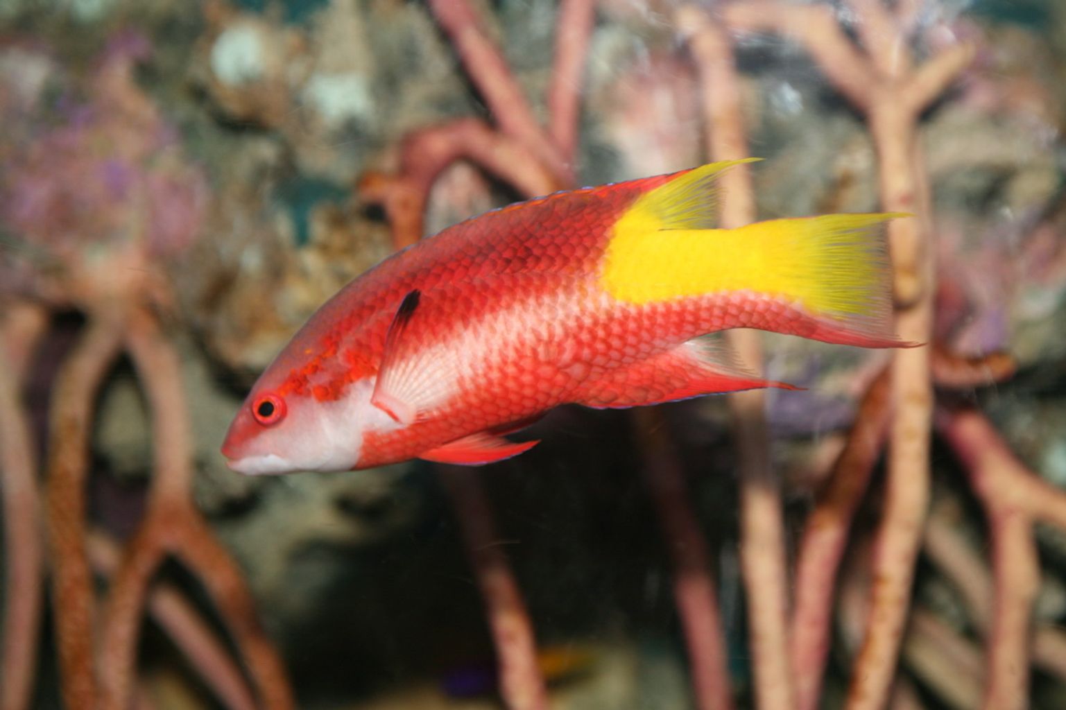 Cuban Hogfish