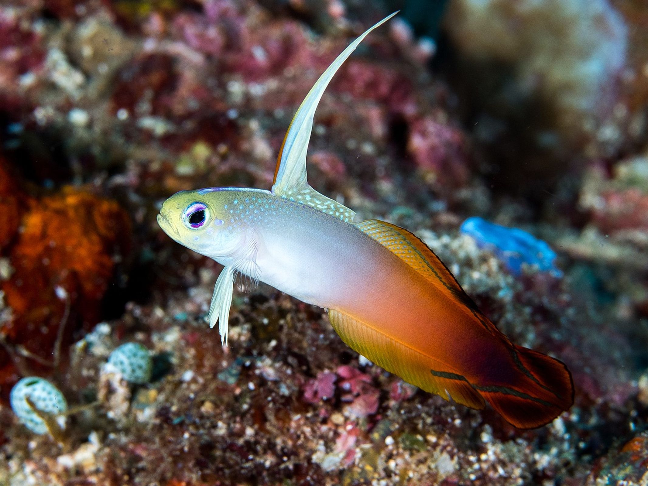 dartfish-database-fish