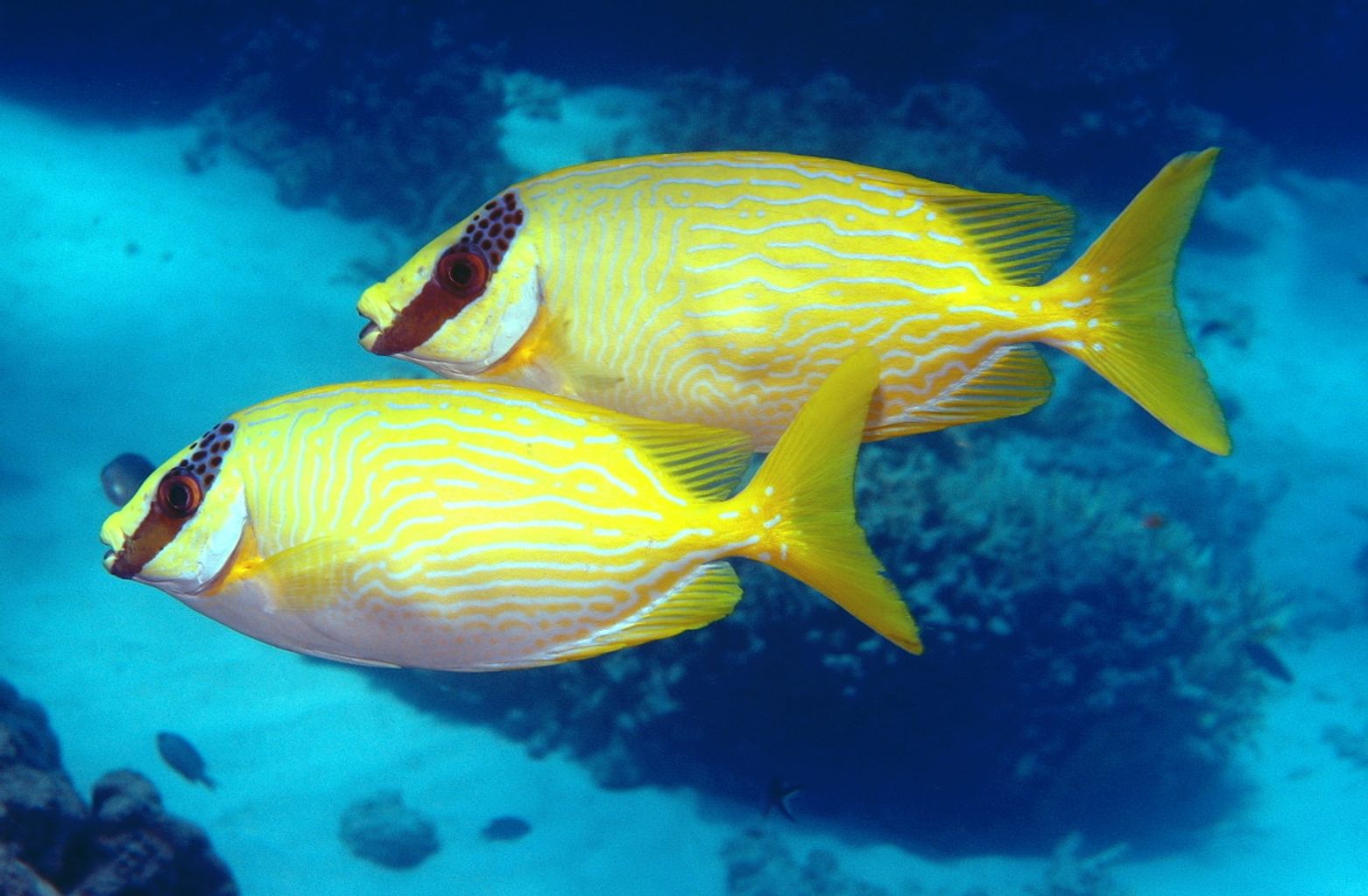 Decorated Rabbitfish